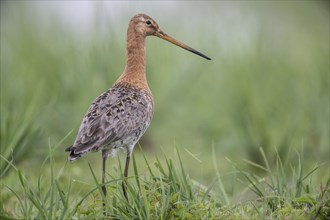 Black-tailed godwit (Limosa limosa), Lower Saxony, Germany, Europe