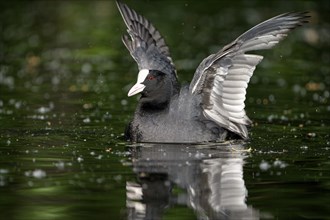 Eurasian Coot Rail, Coot (Fulica atra), adult bird, flapping its wings, Krickenbecker Seen, North