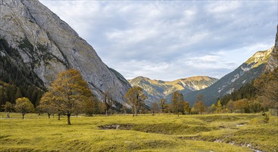 Maple trees with autumn leaves, autumn landscape in RiÃŸtal, GroÃŸer Ahornboden, Engalpe, Eng,