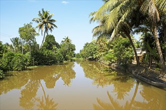 River landscape with palm trees in the canal system of the backwaters, Kerala, India, Asia