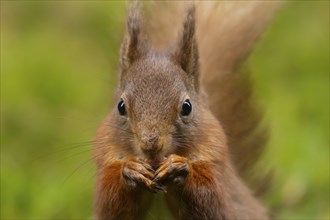 Red squirrel (Sciurus vulgaris) adult animal feeding on a nut, Yorkshire, England, United Kingdom,