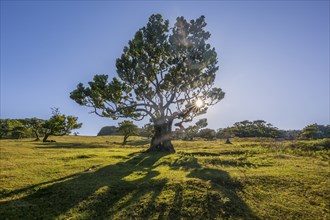 Ein groÃŸer Baum auf einer Wiese im Gegenlicht der Sonne, die ein friedliches, idyllisches Bild