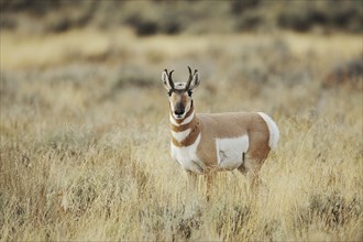 Pronghorn or pronghorn (Antilocapra americana), male, Yellowstone National Park, Wyoming, USA,