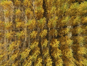 European Aspen (Populus tremula) in autumnal colours. Cultivated for timber. Aerial view. Drone