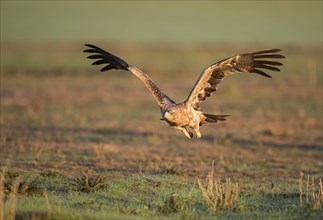 Juvenile Iberian Eagle in flight, Spanish Imperial Eagle (Aquila adalberti), Extremadura, Castilla