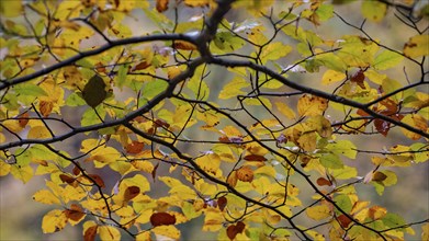 A photo of a branch of a beech tree with autumn-coloured leaves, Neustadt am Rübenberge, Lower