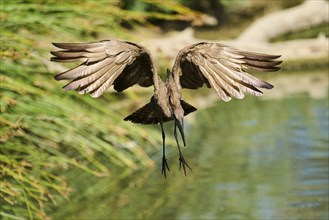 Hamerkop (Scopus umbretta) flying, landing, captive, distribution Africa