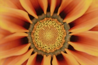 Gazania or Mittagsgold 'Kiss Orange' (Gazania hybride), flower detail, ornamental plant, North