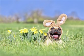 Funny Easter French Bulldog dog with rabbit costume ears and open mouth next to daffodil spring