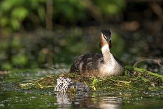 HHooded grebe (Podiceps cristatus), adult bird and chicks at the nest, Krickenbecker Seen, North