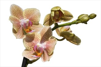 Beautiful orchids of different colors on white and grey background. Phalaenopsis hybrids. Close up