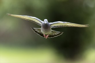 City dove (Columba livia forma domestica) in flight, wildlife, Germany, Europe