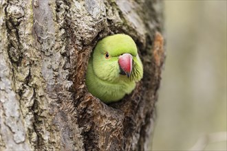 Rose-ringed parakeet (Psittacula krameri) looking out of its breeding den, wildlife, Germany,