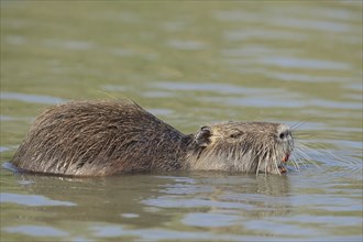 Nutria (Myocastor coypus) swimming in the water, neozoa, Camargue, France, Europe