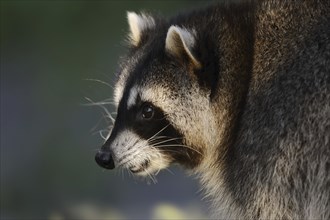 Raccoon (Procyon lotor), portrait, Hesse, Germany, Europe