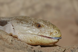 Common blue-tongued skink (Tiliqua scincoides), captive, occurring in Australia