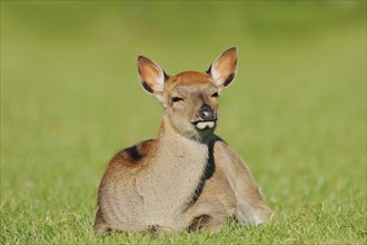 Manchurian sika deer (Cervus nippon hortulorum), female lying in a meadow, captive, Germany, Europe