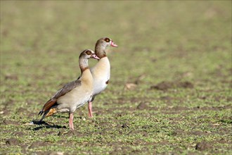 Egyptian goose (Alopochen aegyptiaca), two adult birds, pair, Wesel, Lower Rhine, North