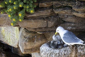 Kittiwake (Rissa tridactyla), chick on nest begging for food, Varanger, Finnmark, Norway, Europe