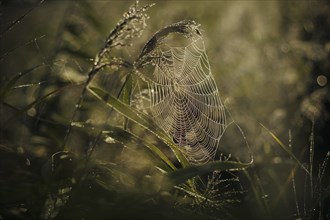 The sun rises over a field near Born am DarÃŸ and breaks in a spider's web covered in morning dew.