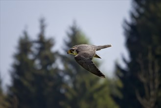 Peregrine falcon, Falco peregrinus, peregrine falcon