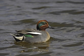 Eurasian teal, male, Anas crecca, Eurasian teal, male