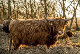 Den Helder, the Netherlands. January 2022. A grazing herd of highlanders at sunset in Mariendal,