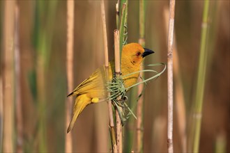 Eastern golden weaver (Ploceus subaureus), adult, male, starts nesting, Saint Lucia Estuary,