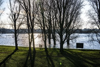 Rhine meadows near Duisburg-Neuenkamp, slight flooding, flooded meadows, bare trees in winter,