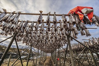 Dried fish, skrei, traditional fishing, winter, Moskenesoya, Lofoten, Norway, Europe