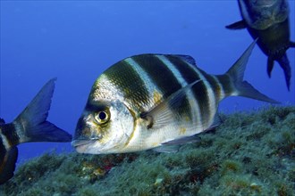 A striped fish, zebra bream (Diplodus cervinus cervinus), swims calmly above a reef in the deep