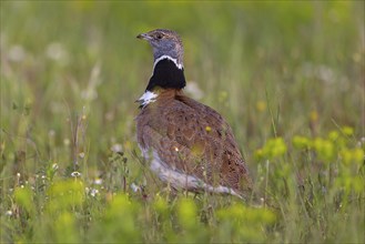 Little bustard (Tetrax tetrax) Outarde canepetière, Sison Comun, Hides De Calera / Great Bustard,