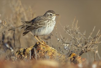 Canary Island pipit, (Anthus bertheloti) Songbird, family of stilts and pipits, Lanzarote, Canary