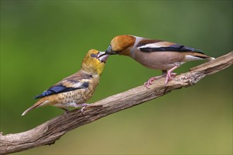 A hawfinch (Coccothraustes coccothraustes), Tiszaalp-r, Kiskuns-gi National Park, B-cs-Kiskun,