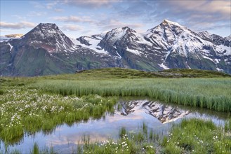 Cotton grass with mountain panorama and reflection, snow, Grossglockner High Alpine Road, Hohe