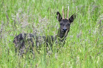 European roe deer (Capreolus capreolus) melanistic black male, buck foraging in grassland, meadow