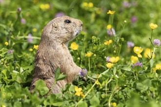 Ground squirrel standing upright in a flowering meadow and looking to the side, Black-tailed