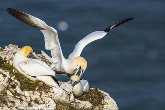 Northern Gannet, Morus bassanus, birds on cliff, Bempton Cliffs, North Yorkshire, England, United