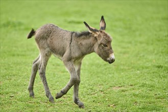 Hausesel, Equus asinus asinus, Wiese