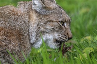 Close-up of hunting Eurasian lynx (Lynx lynx) devouring prey in grassland, meadow