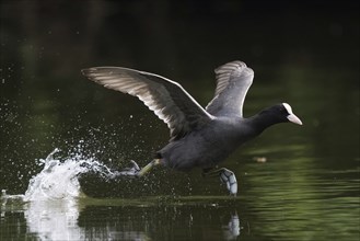 A common coot (Fulica atra) runs across the water surface and causes splashing water, Hesse,