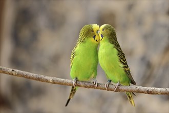 Budgie (Melopsittacus undulatus), adult, natural colours, pair on a branch, social behaviour,