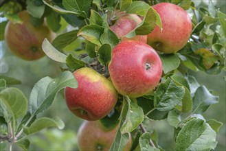 Apple (Malus domestica 'Alkmene'), State Research Centre for Agriculture and Fisheries, Guelzow,