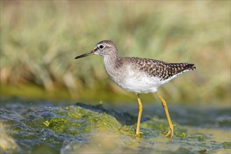 Wood sandpiper (Tringa glareola), Chevalier sylvain, AndarrÃ­os Bastardo, Raysut, Salalah, Sohar,