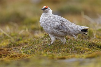 Rock ptarmigan, Svalbard Rock ptarmigan, Ptarmigan, (Lagopus mutus), Lagopus muta hyperbore), male,