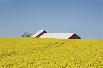 Flowering rape field in front of almost hidden farmhouse in Sjörup, Ystad Municipality, Skane