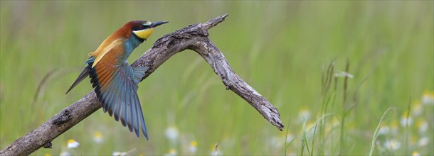 Bee-eater, (Merops apiaster), individual, perch, Tiszaalp-r, Kiskuns-gi National Park, B-cs-Kiskun,