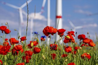 Wind farm, field with flower strips, insect-friendly border of fields with mixed flowers, poppies,