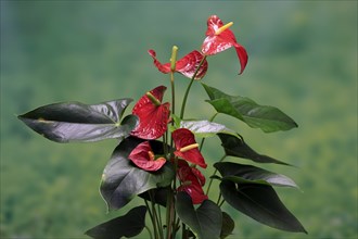 Flamingo flower (Anthurium), flowering, houseplant, Ellerstadt, Germany, Europe