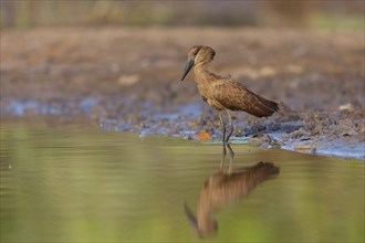 Hammerhead, Hammerhead, Hamerkop, (Scopus umbretta), Ombrette africaine, Avemartillo, Shadebird,